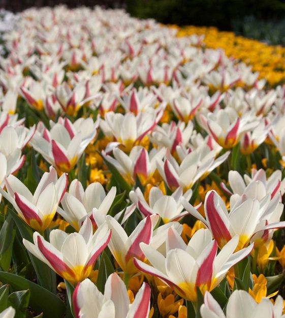 The First Tulip Bulbs