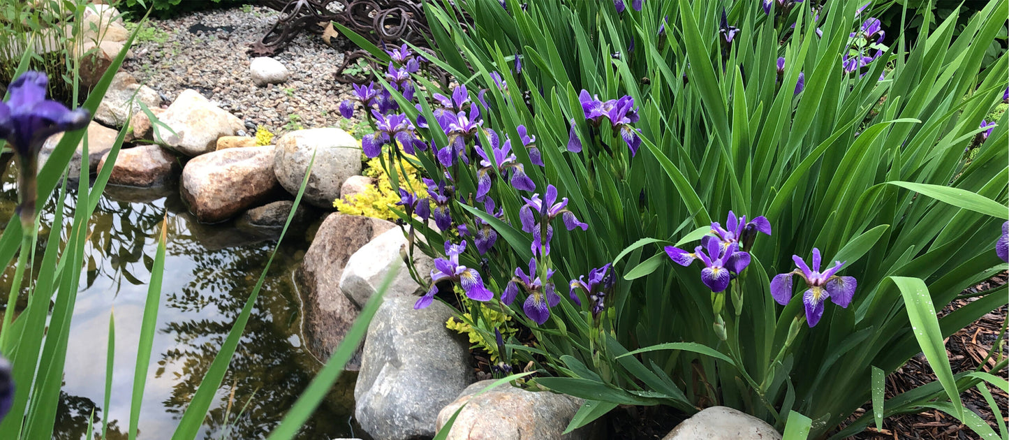 Iris versicolor Blue Flag
