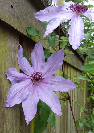 The First Lady Clematis Vine