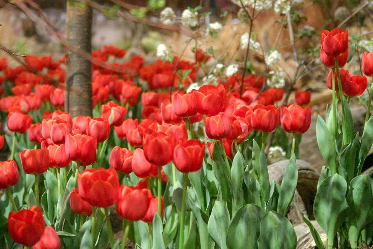 Landscape Red Tulip Bulbs