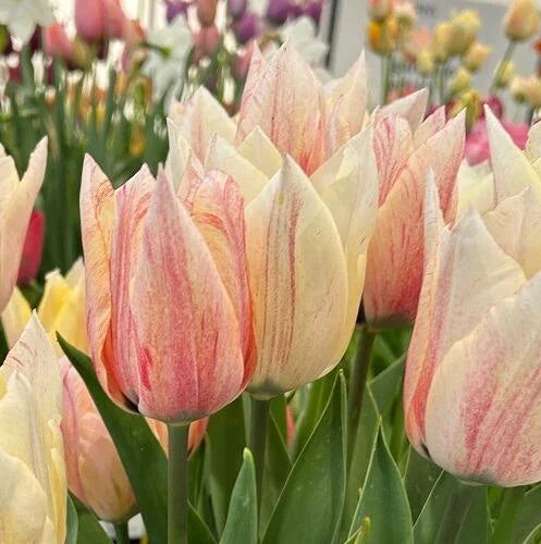 Karate Tulip Bulbs