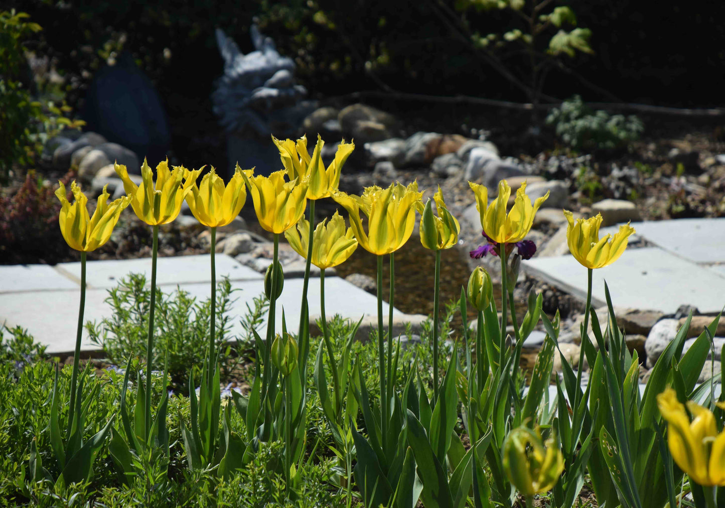 Green Mile Tulip Bulbs