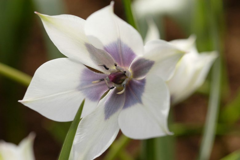 Humilis Alba Coerulea Oculata Tulip Bulbs