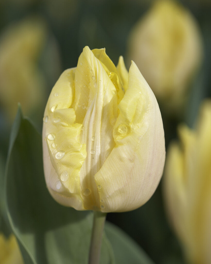 Sunny Prince Tulip Bulb