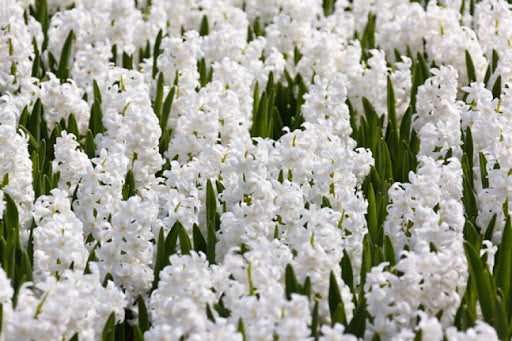 L’innocence Hyacinth Bulbs
