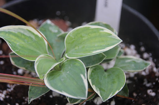 Country Mouse Hosta Plant