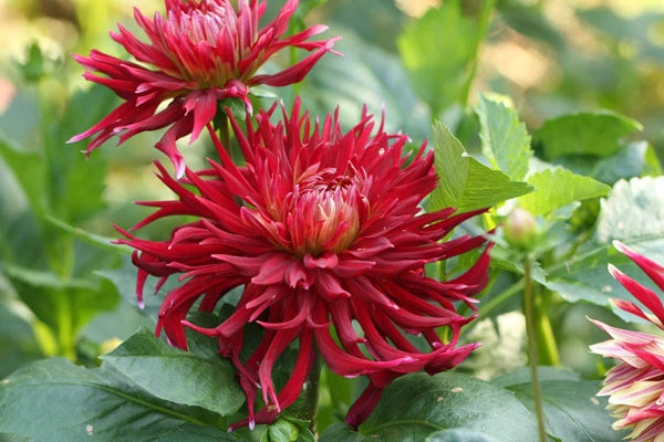 Manhattan Island Dahlia