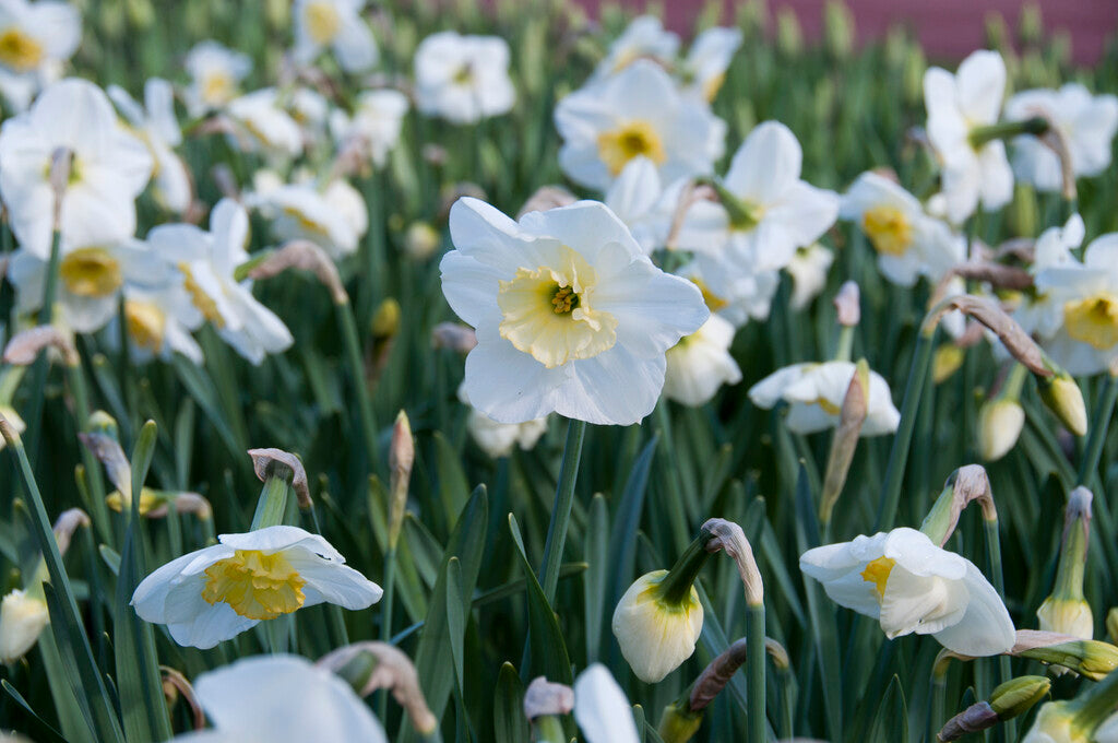 Papillon Blanc Narcissus Bulbs