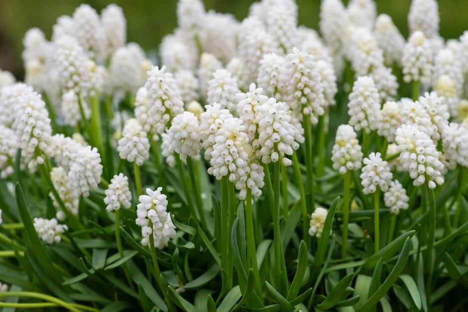 White Magic Muscari Bulbs