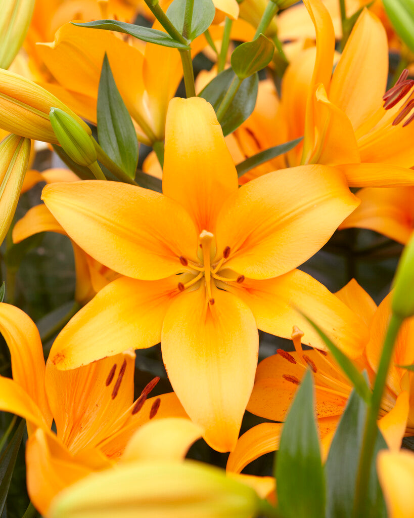 asiatic lily hybrid Bonsoir Longiflorum x Asiatic Hybrid Lily – EVERGREEN