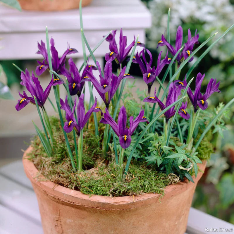 J. S. Dyt Dwarf Iris Rhizomes