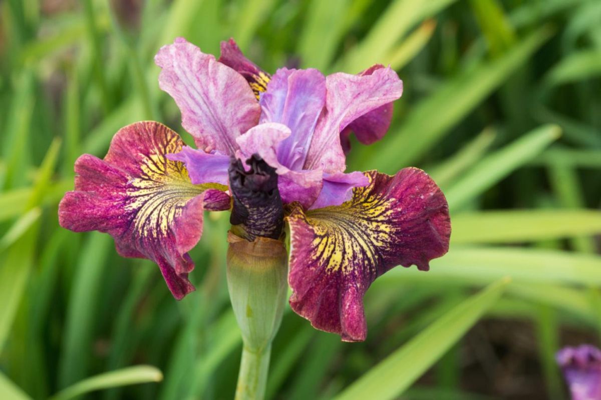 Iris Sibirica Miss Apple