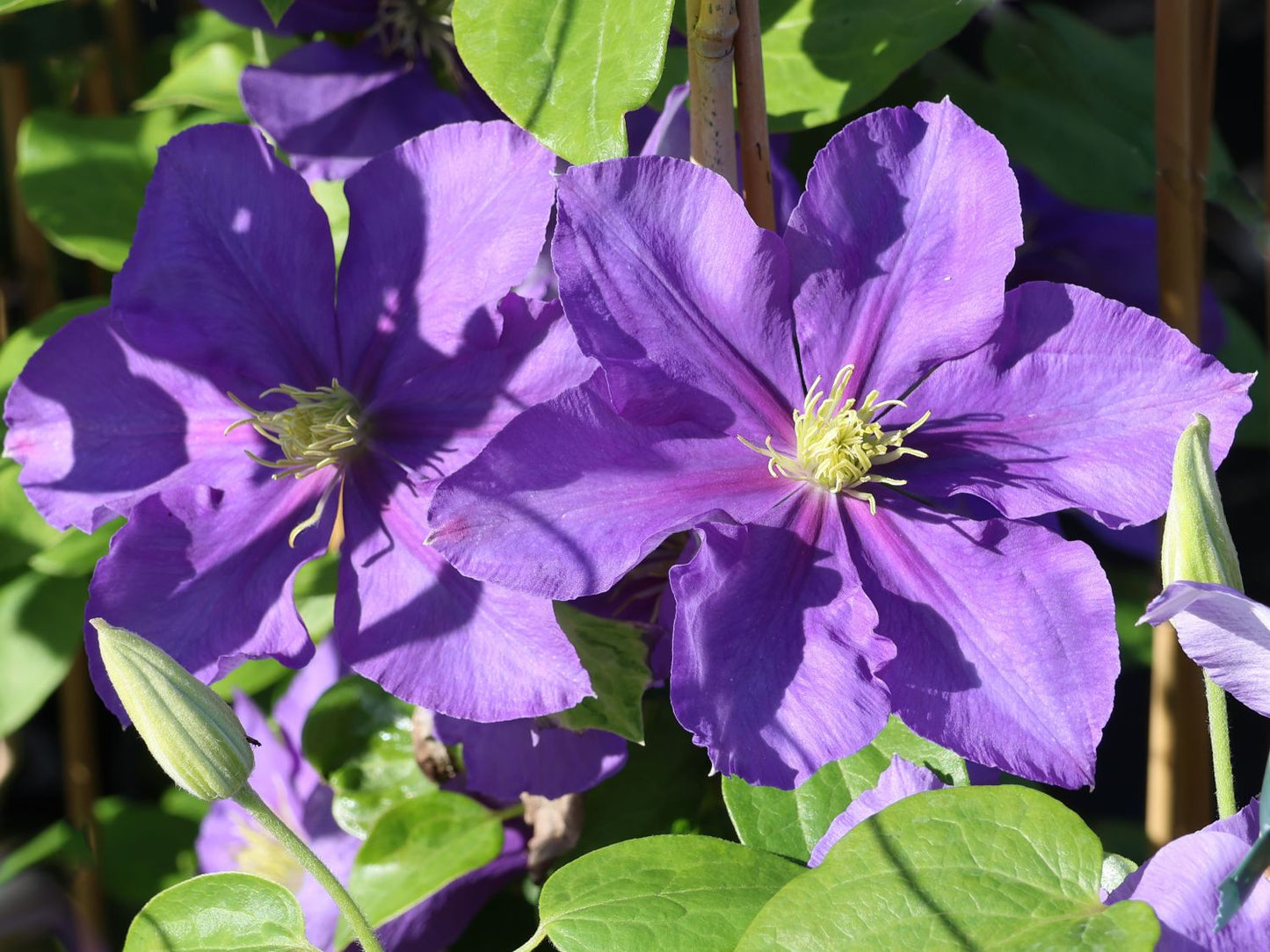 Ascotiensis Clematis Vine