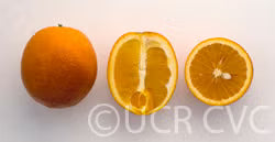 Washington Sanguine Blood Orange Plant citrus plant material online shopping
