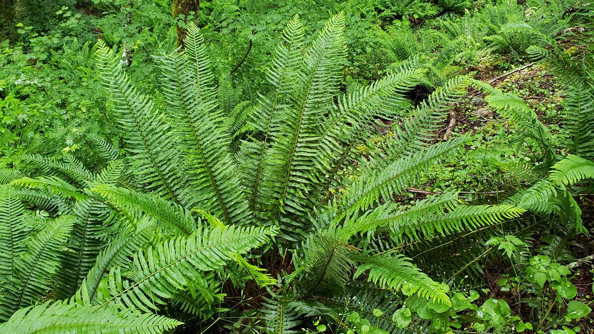 Polystichum Munitum Western Sword Fern