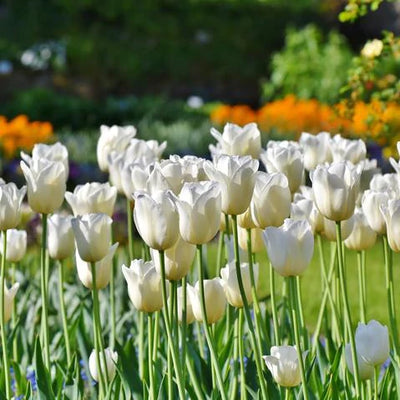Landscape White Tulip Bulbs