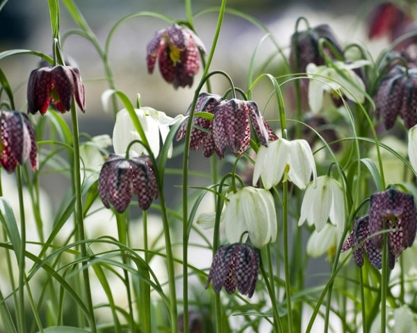 Meleagris Fritillaria Bulbs