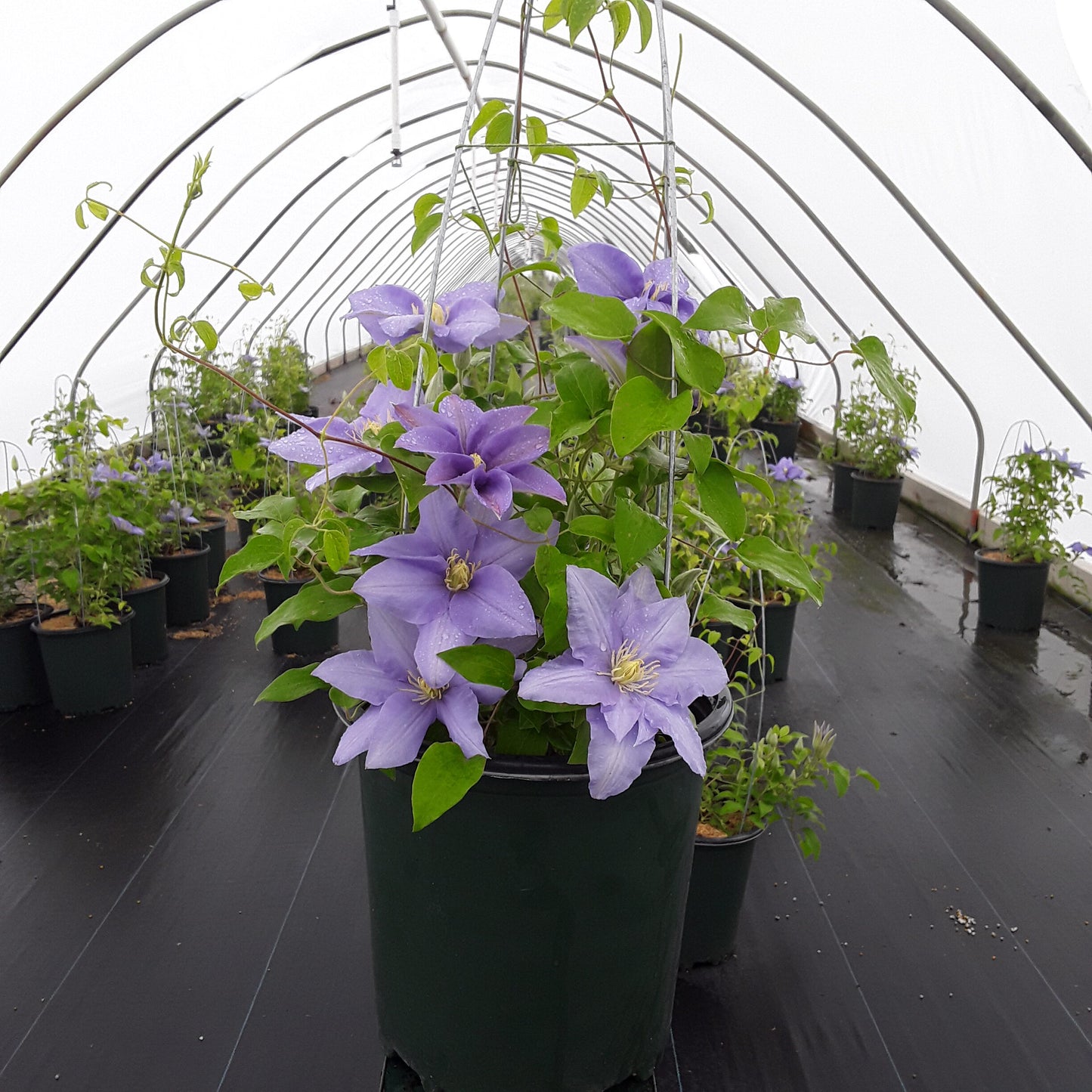 Epivo023 Cezanne Boulevard Clematis