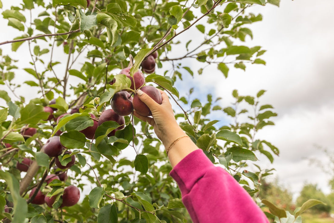 pick your own apples from your own perennial orchard, back yard food forest, homestead edible landscaping, commercial foodscaping, native garden, food forest