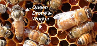 e 3 types of bees: worker, queen and drone.