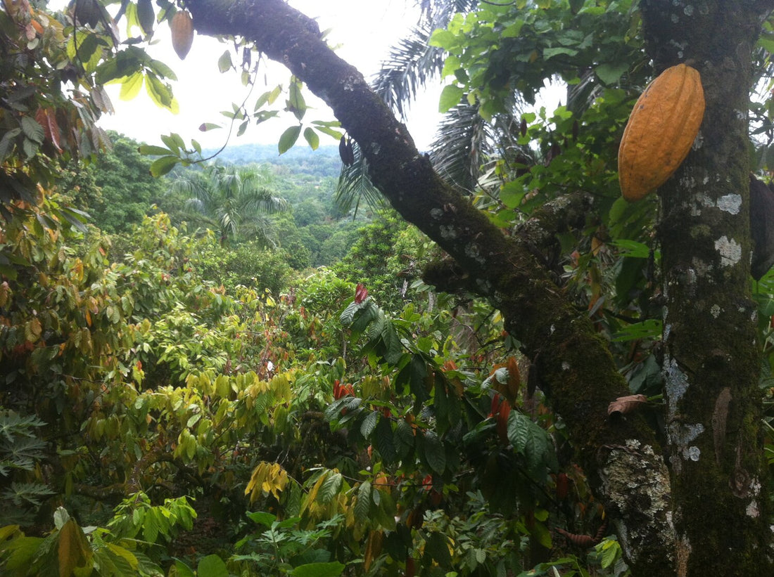 agroforestry