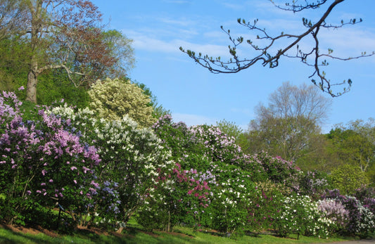 where to buy lilac plants online