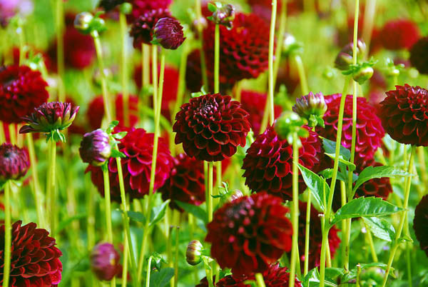 dahlia fields are found most cultivated in the Netherlands, Mexico, central america and New Zealand.
