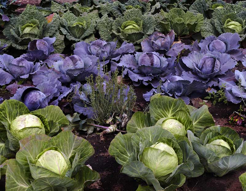 Cabbage Seeds – EVERGREEN