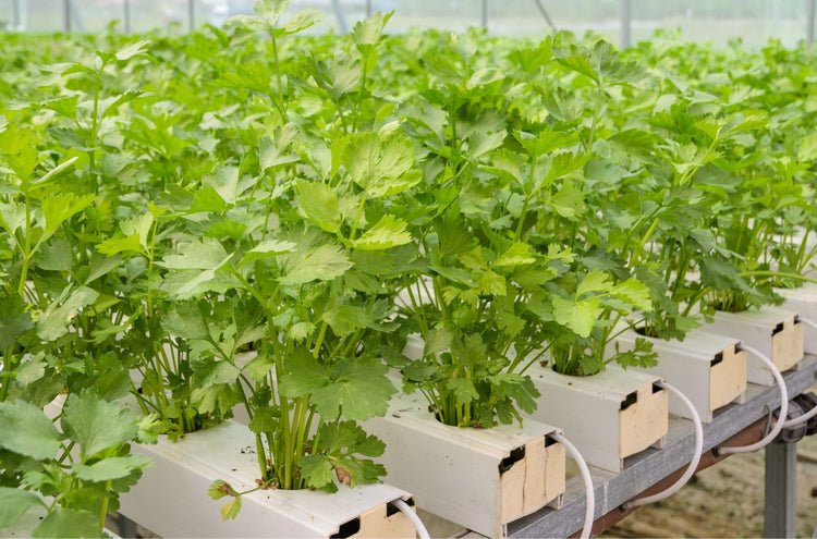 Modern hydroponic irrigation system supplying nutrient-rich water to leafy green plants inside a smart indoor greenhouse with automated farming technology and controlled environment cultivation.