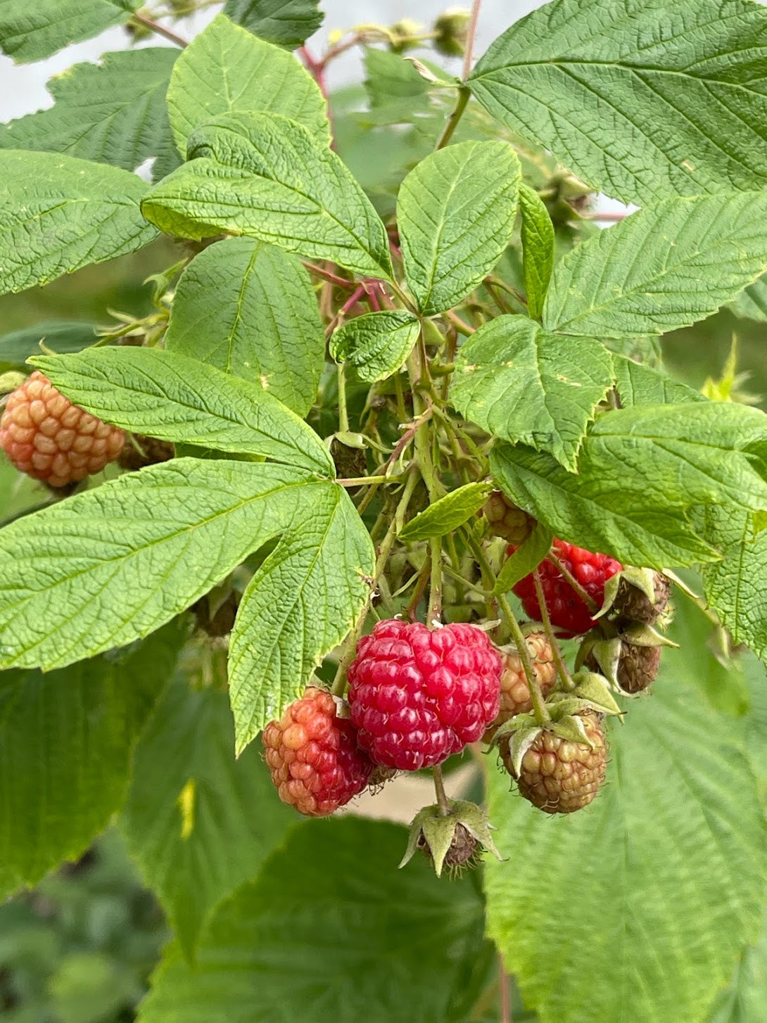 Asda Raspberry Plant Raspberry Plant - Framboisier – EVERGREEN