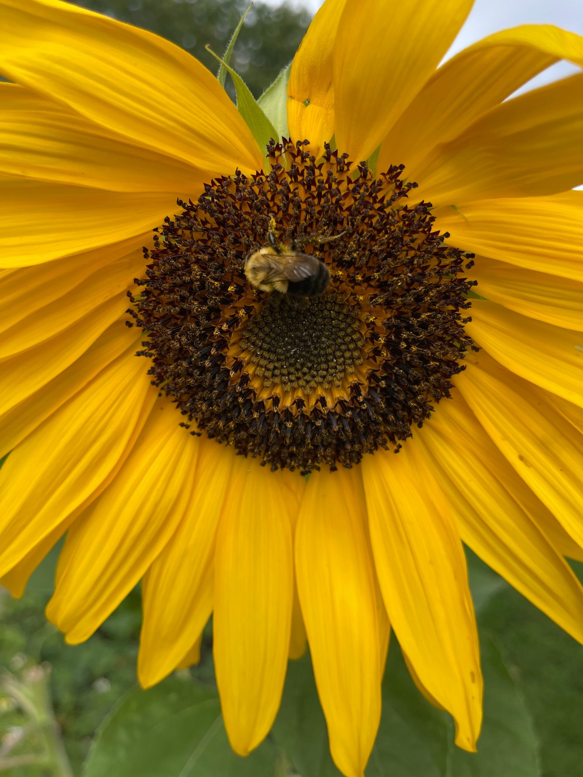 Insect Pollination – EVERGREEN