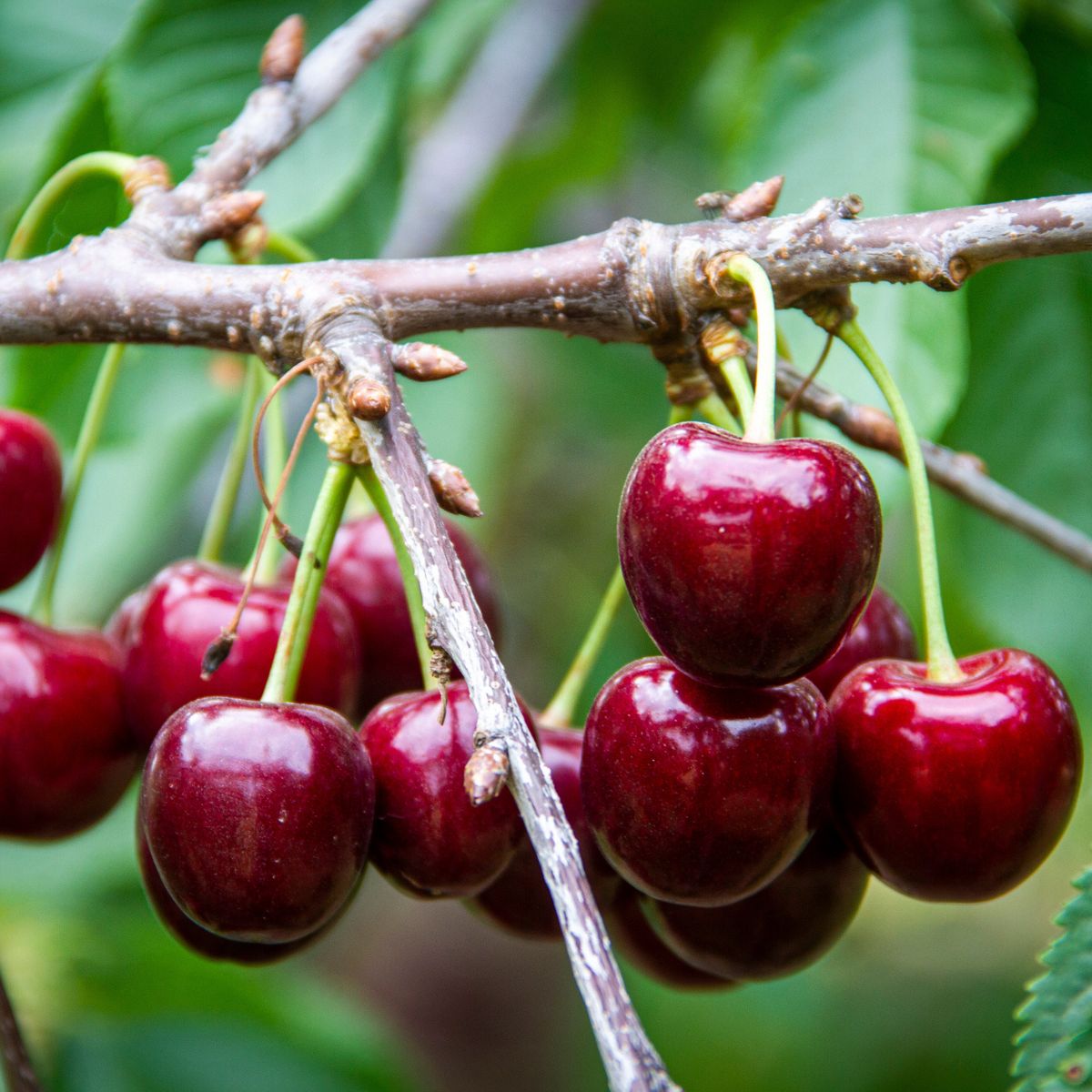 Cherry Tree - Cerisier