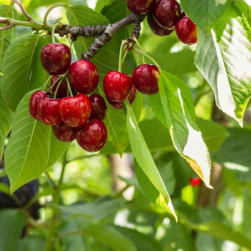 Cherry Tree - Cerisier