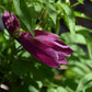 Clematis Alpina ‘Constance’ Vine