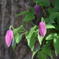 Clematis Alpina ‘Constance’ Vine