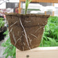 CowPot #4 Square Plantable Pot