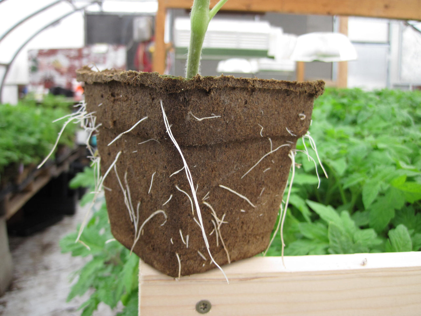 CowPot #4 Square Plantable Pot