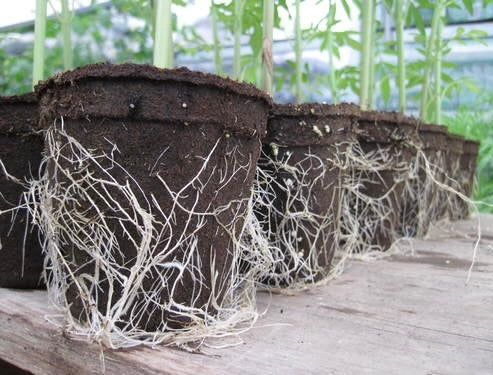 CowPot #3 Round Plantable Pot