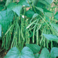 Masai Bush Bean Seeds online shopping