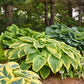 Drop Dead Gorgeous Hosta Plant