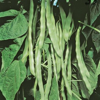 Hilda Pole Bean Seeds online shopping