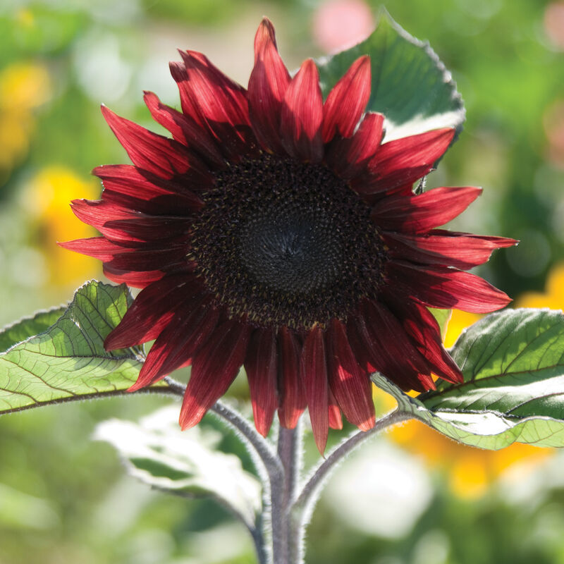 ProCut Red F1 Sunflower Seeds online shopping