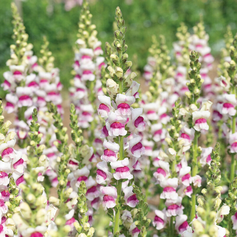 Potomac Plumblossom F1 Snapdragon Seeds online shopping