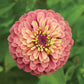 Queeny Lime Red Zinnia Seeds online shopping