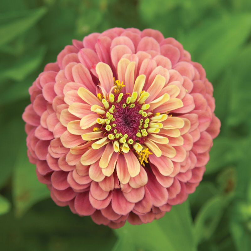 Queeny Lime Red Zinnia Seeds online shopping