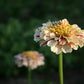 Peppermint Stick Zinnia Seeds online shopping