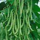 Kentucky Wonder Brown Bean Seeds online shopping