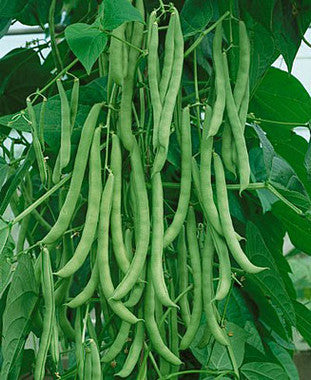 Kentucky Wonder Brown Bean Seeds online shopping