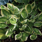 Captain’s Adventure Hosta Plant