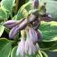 Autumn Frost Hosta Plant